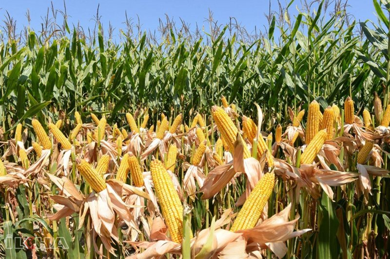 Ферма кукурузы