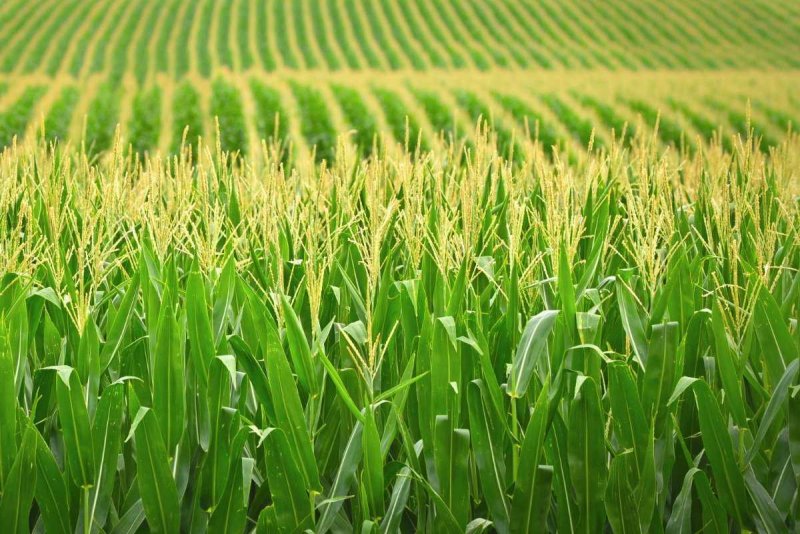 Пенсильвания кукурузное поле
