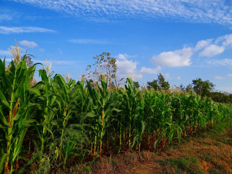 Кукурузные плантации