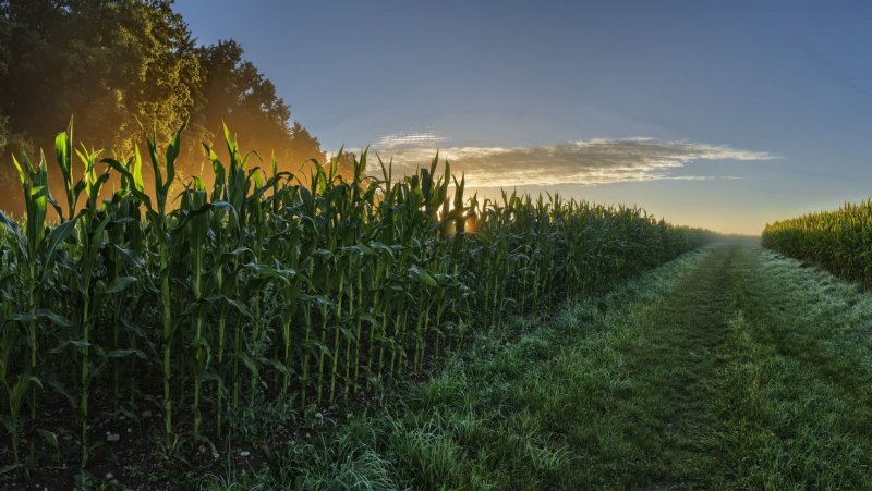 Сельское хозяйство Австралии поля кукурузы