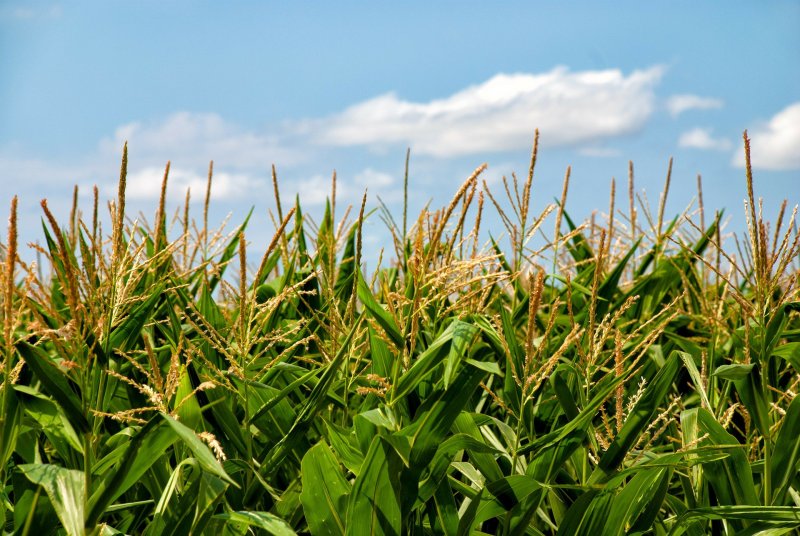Австралии поля кукурузы