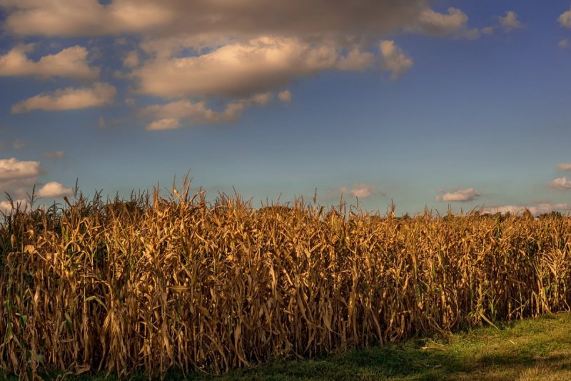 Кукурузное поле (Дублин, Огайо