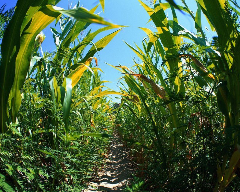 Фото в кукурузном поле