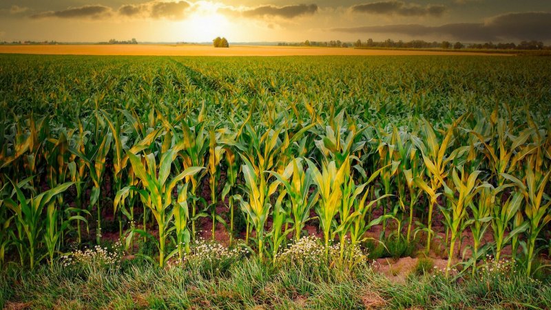 Иллинойс кукурузные поля