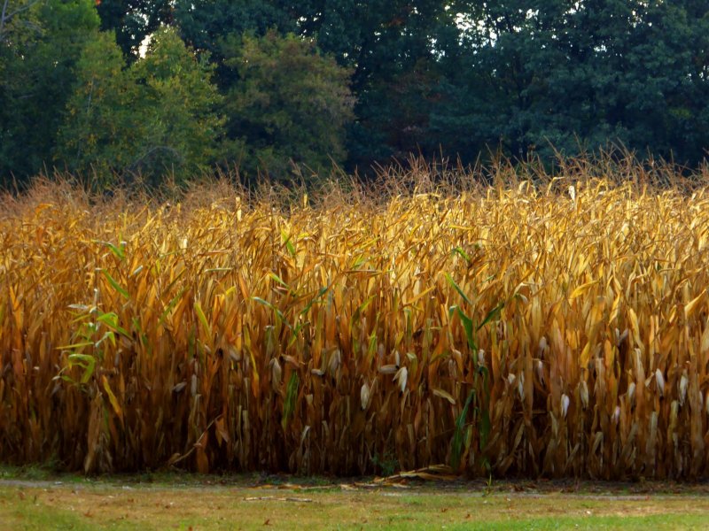 Кукурузное поле в Луховицах