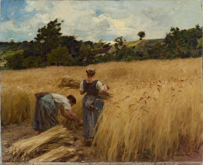 Пшеничное поле человек