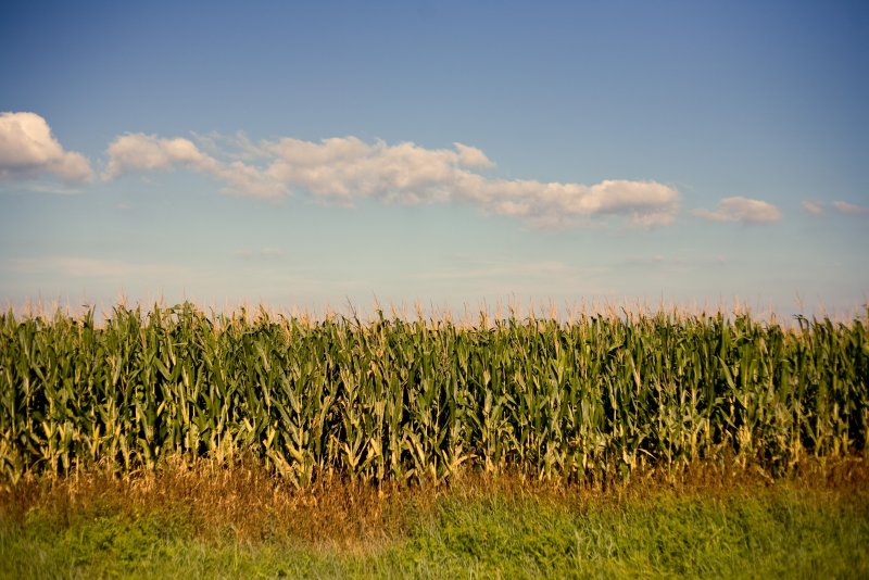 Кукурузные поля в России