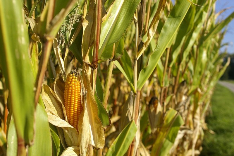 Асеньевское кукурузное поле