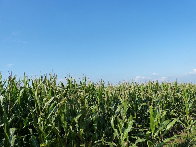 Кукурузные поля Молдавии