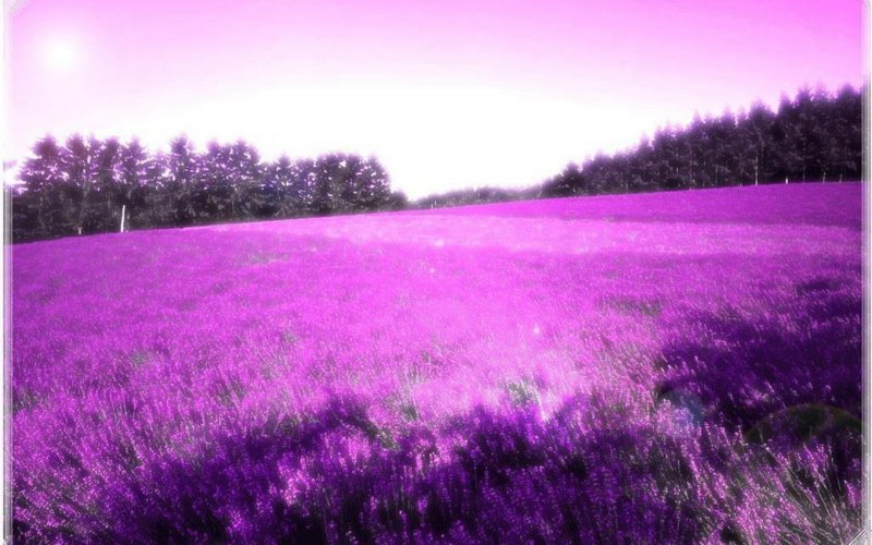 Поле с фиолетовыми цветами