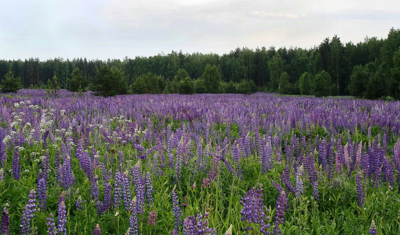Люпиновое поле Новосибирск