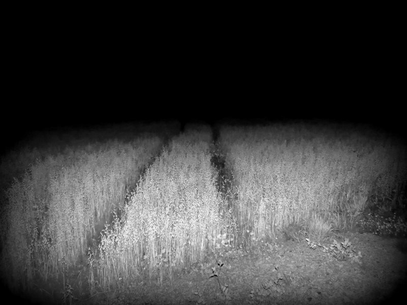 Страшное поле ночью