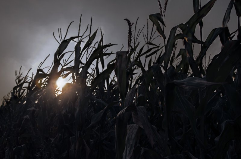 Кукурузное поле ночью