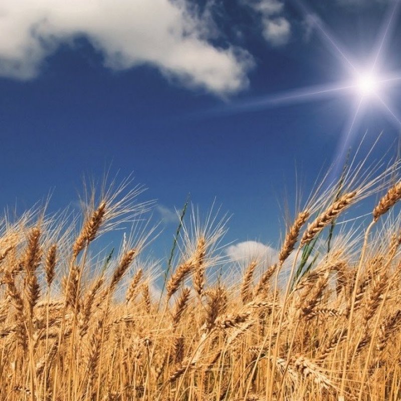 Золотая пшеница на фоне голубого неба