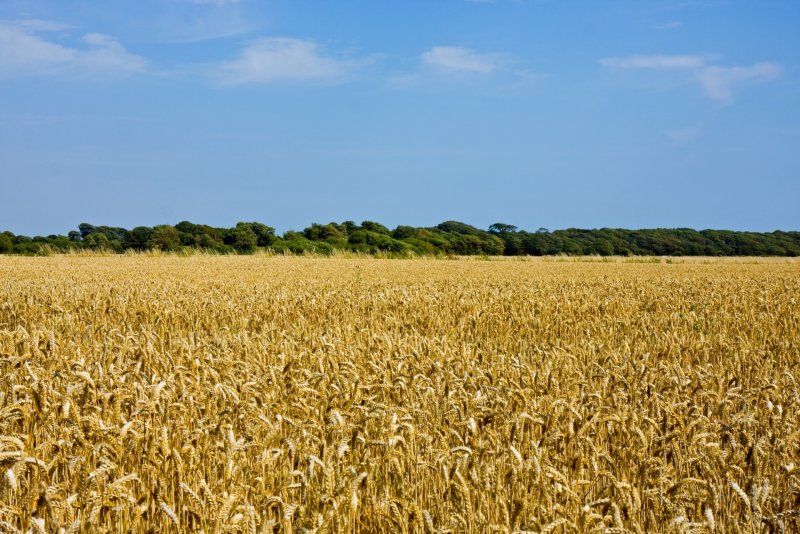 Огромное поле пшеницы