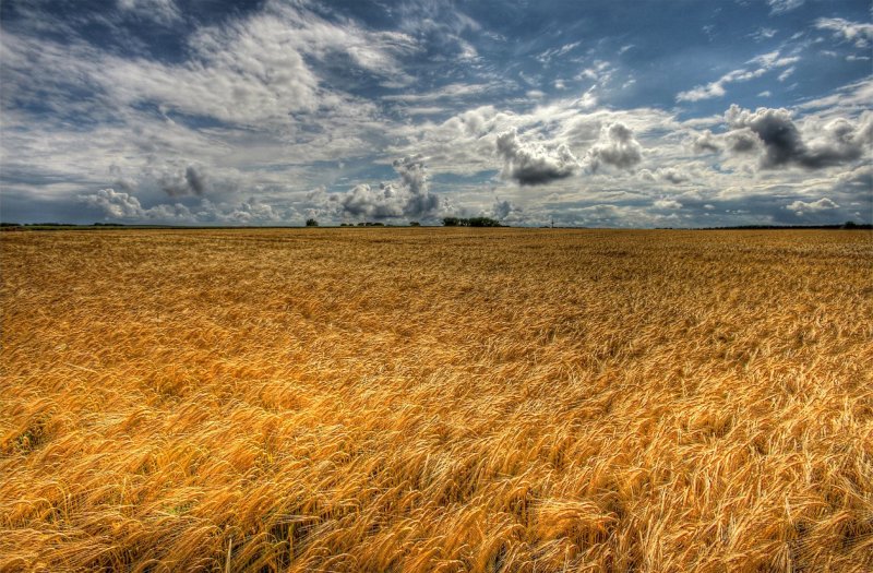 Канзас поля пшеницы