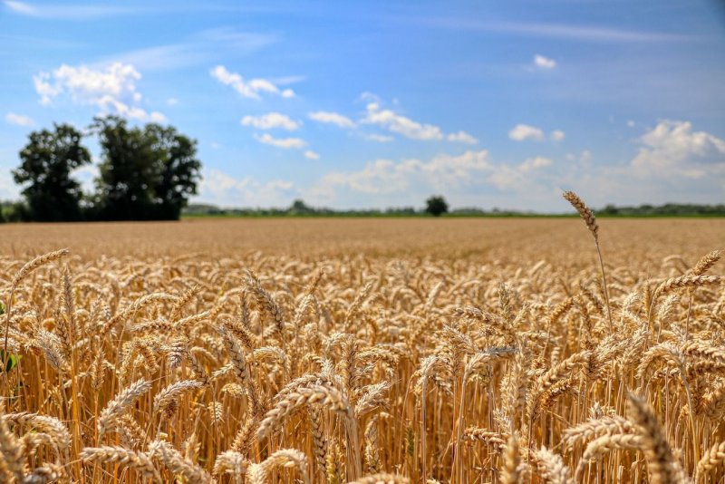 Пшеничное поле фото наивысшего качества