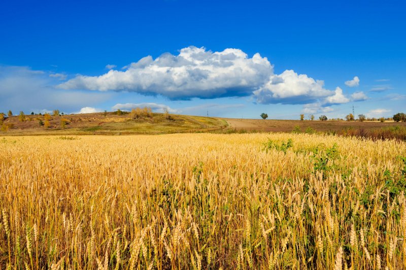 Поля пшеницы Кубани