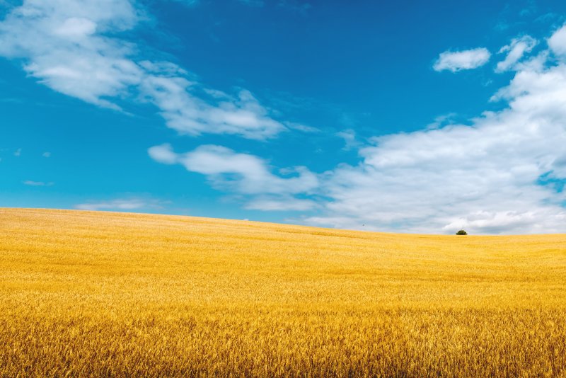 Пшеничное поле в Кувандыке