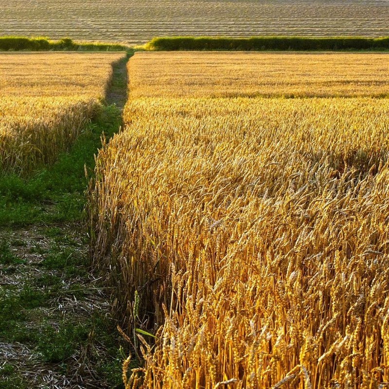 Переславль Залесский поле пшеницы
