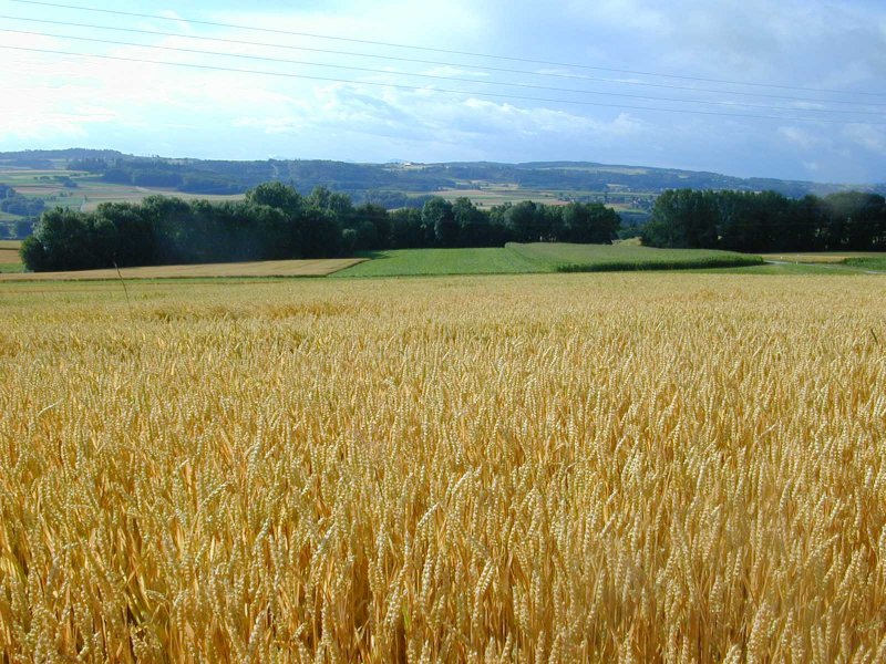 ФРГ пшеничное поле