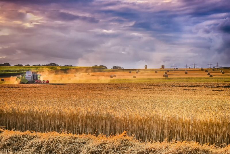 Поля пшеницы Нижегородская область