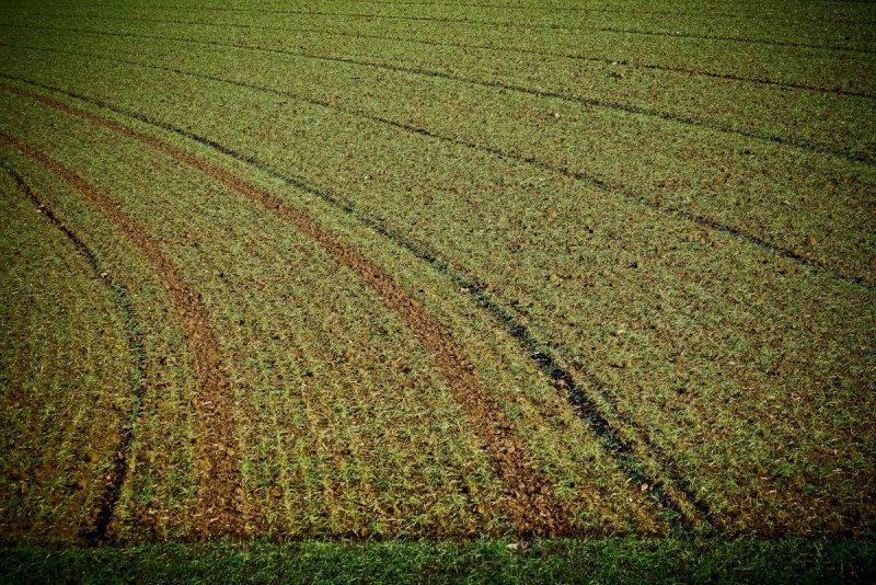Сельское хозяйство Великобритании поля льна