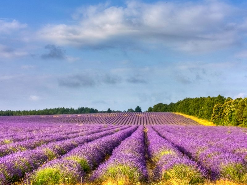 Цветущие Лавандовые поля (Прованс, Франция)