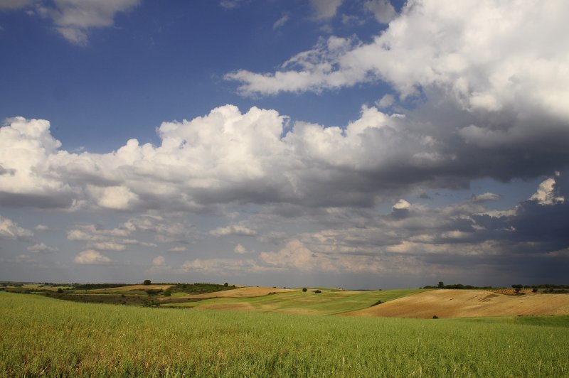 Путнин пшеничное поле