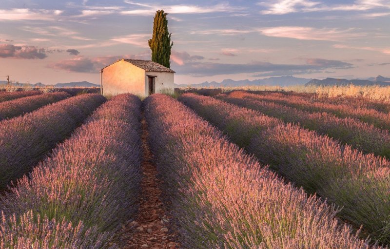 Цветущие Лавандовые поля (Прованс, Франция)