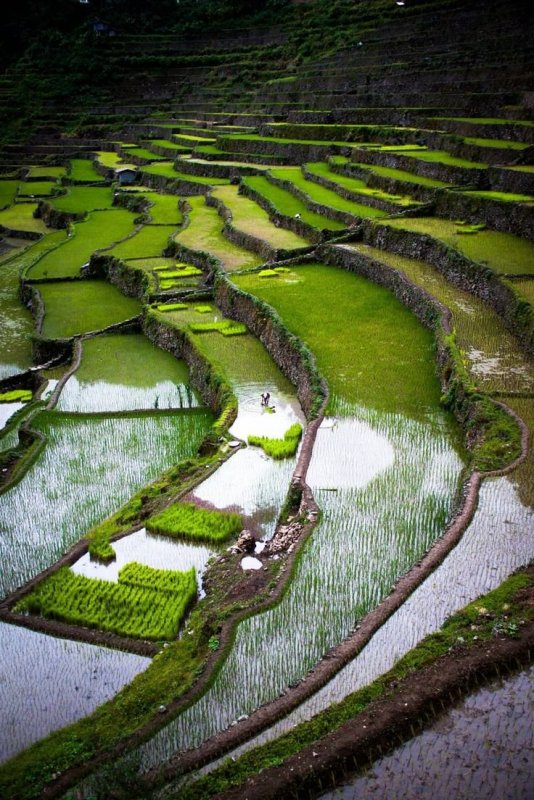 Рисовые плантации в Японии