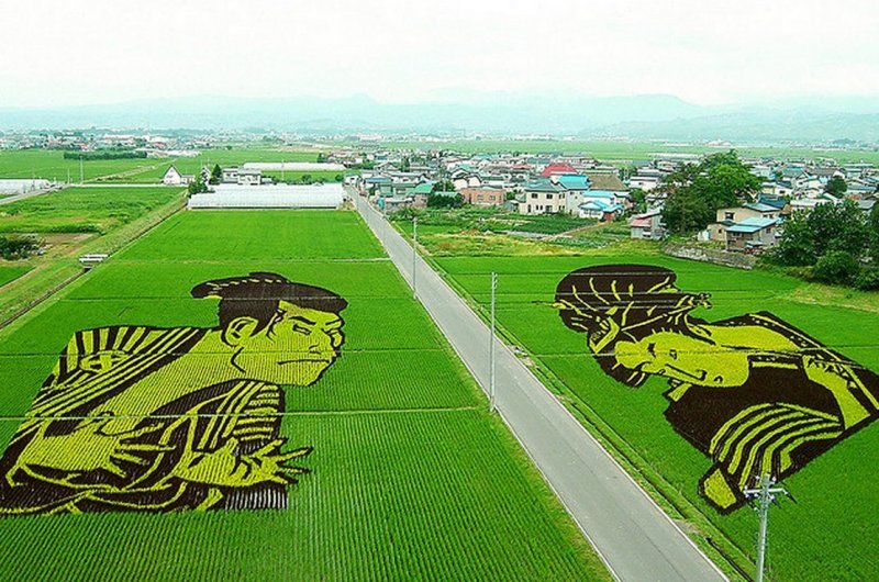 Томакачи рисовые поля Япония