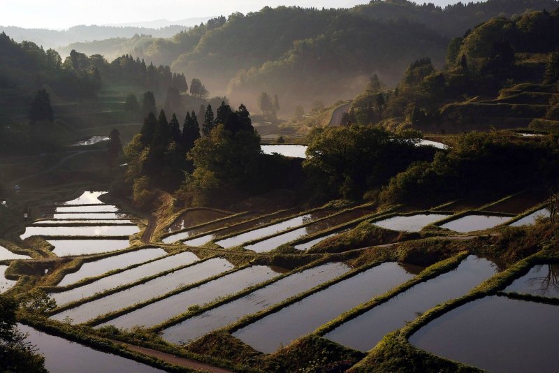 Рисовые террасы Япония
