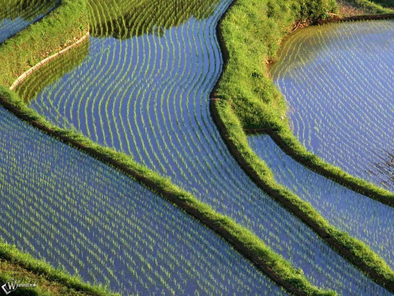 Рисовые террасы Китай