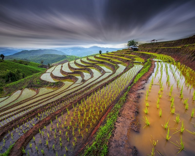 Рисовые поля в Азии