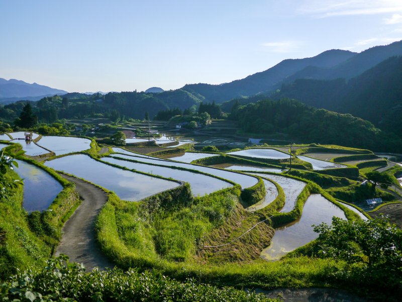 Рисовые поля в Японии