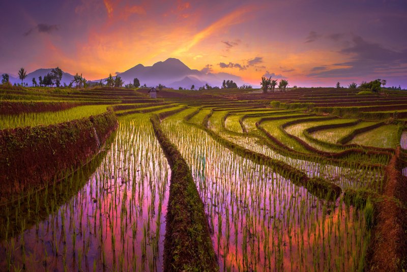 Рисовые плантации Бали