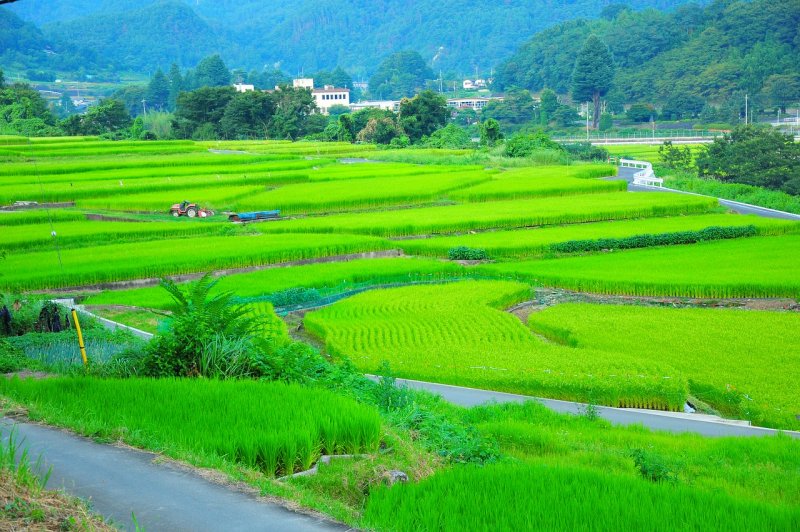 Керала рисовые поля