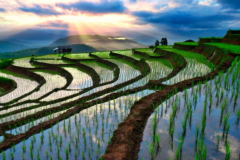 Рисовые террасы Таиланд
