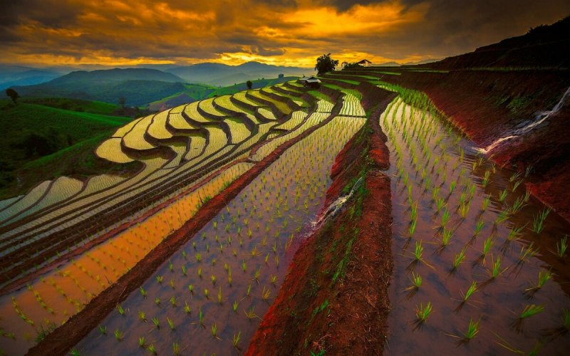 Таиланд рисовые поля