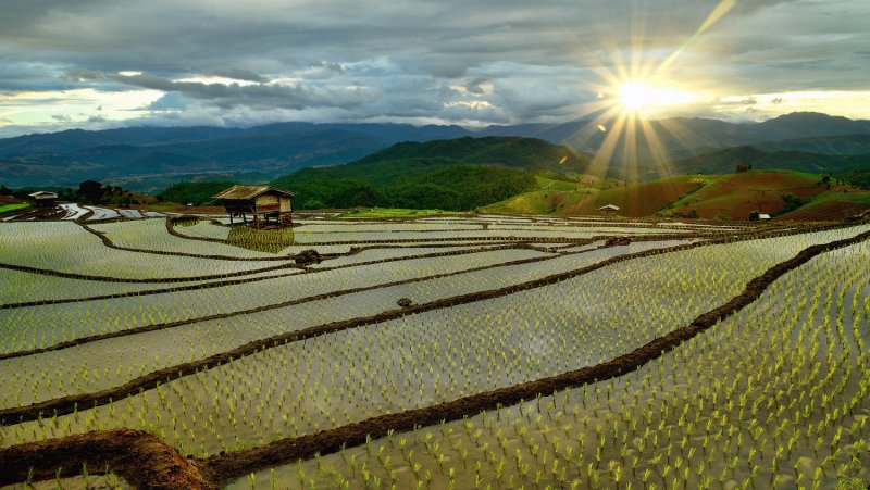 Рисовые плантации в Японии
