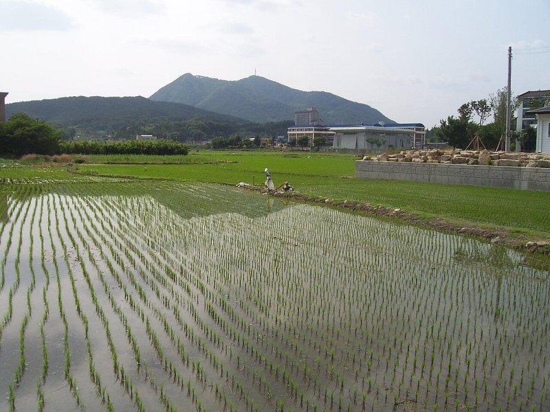 Ферганская Долина рисовые поля