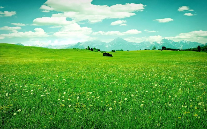 Трава поле