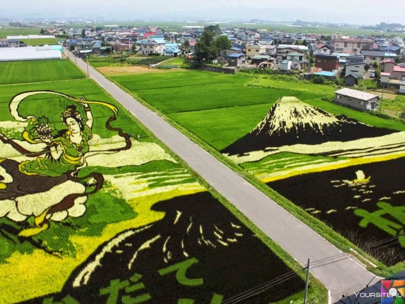 Инакадате Япония рисовые поля