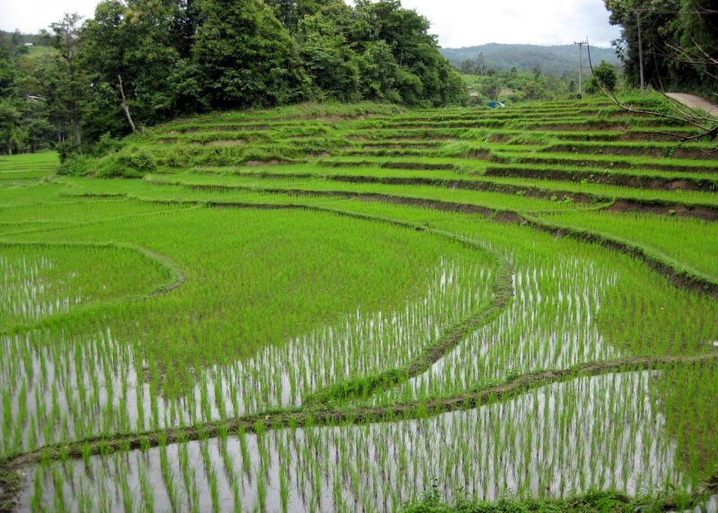 Рисовые поля в Тайланде