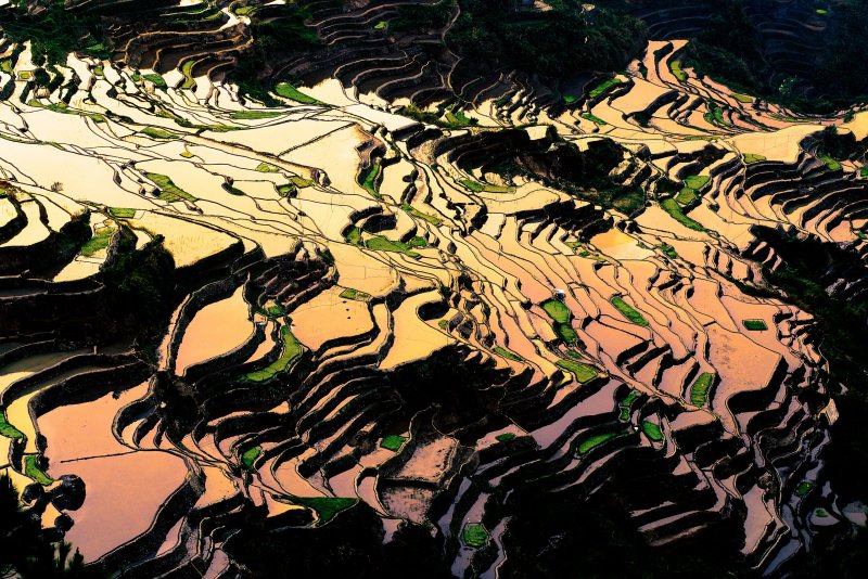 Рисовые поля в Японии Канто