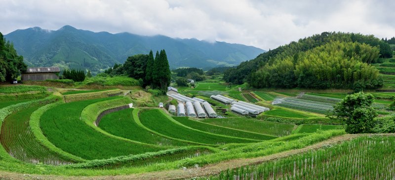 Живопись рисовые поля в Японии