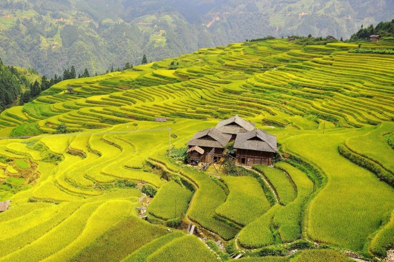 Китай рисовые террасы рисовые поля
