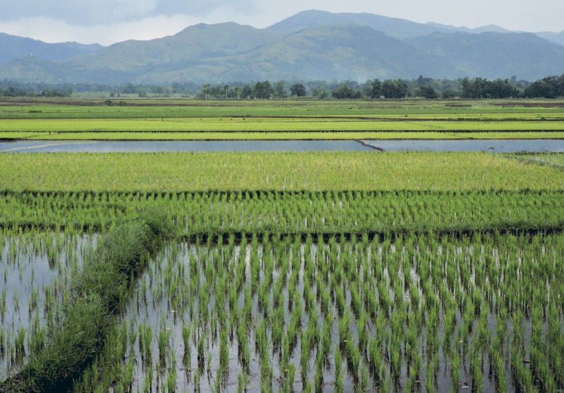 СХ рисовые поля Японии