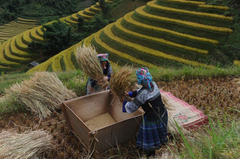 Южной Кореи рисовые плантации